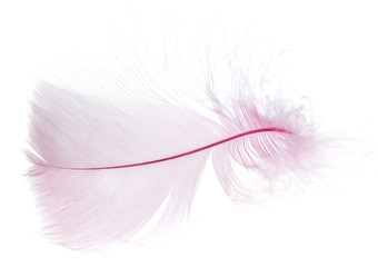 Beautiful pink feather on a white background