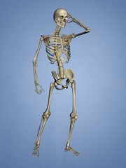 Seventh Rib, Rib Cage, 3D Model