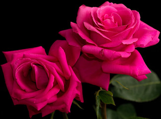 Beautiful red rose on a black background