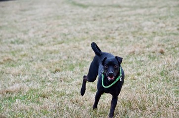 Hund, Hunde, Pet, Pets, Animal, Pinscher, Jagdhund, 