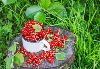 Red currant in a metal mug on the street