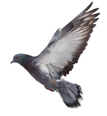 Dove in flight on a white background - obrazy, fototapety, plakaty