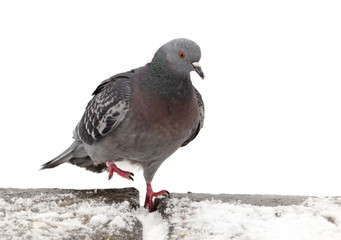 Pigeon sits on white snow in winter
