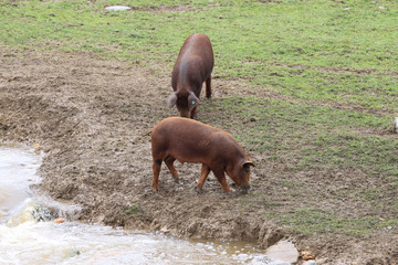 Cerdo iberico en la dehesa