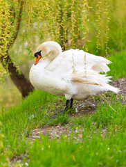 Beautiful white swan on nature in spring