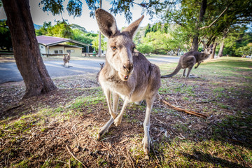 Hungry eastern grey kangaroo wait for food at sunset
