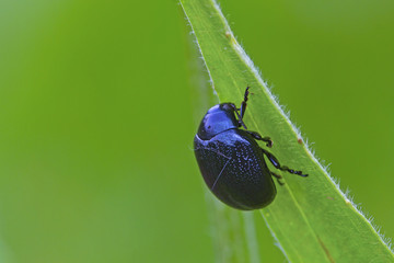 A insects named beetle