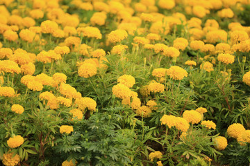 Yellow Marigold flower bloom.