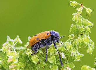 A insects named beetle
