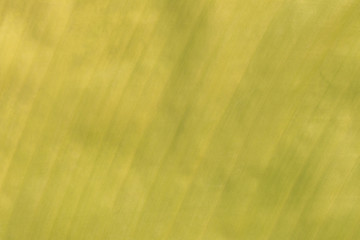 Bright green surface of banana leaves.