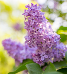 Lilac flowers on a tree in spring