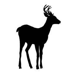 deer silhouette, vector, illustration