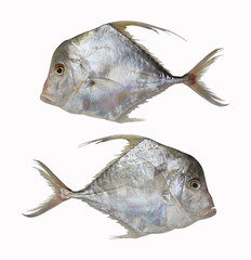 Fresh Cobbler Fishes or Diamond trevallies fish isolated on white background.