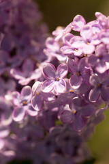 Lilac flowers on a tree in spring