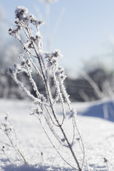 Beautiful frozen plant on an early frosty, sunny morning, on a blurred background.