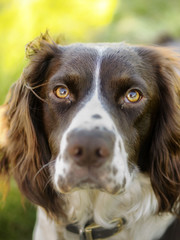 Close up portrait of a pedigree springer spaniel dog looking directly into camera, England