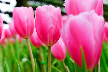 pink tulip in a beautiful field.