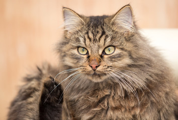 Portrait of a furry cat Maine Coon