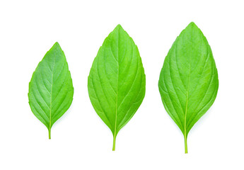 Basil leaves isolated on white background.