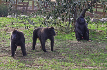 Siyah Makak , Macaca nigra