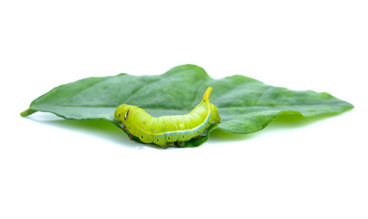 Green worm caterpillars animals isolate on white background