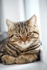 Fototapeta premium Portrait of house cat. Very serious cat near