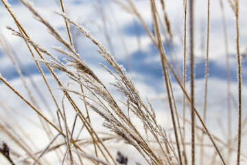 Fototapeta premium Dry grass in snow on nature