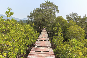 Path through mangrove forest on Koh Chang, Thailand - Powered by Adobe