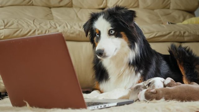 The mother of many children - a dog watching a video on a laptop. Funny videos with animals and gadgets
