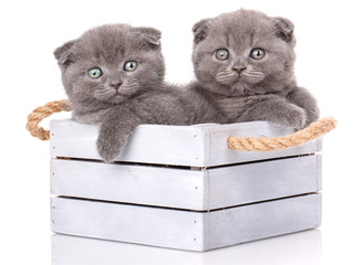 Couple fold cats sitting in a wooden box on a white background