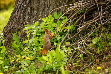 Cute and hungry squirrel eating a nut