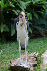 Lesser adjutant stork of tropics bird.