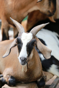 Focus of face goats.