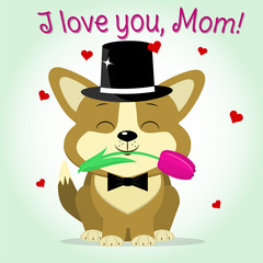 Puppy Corgi keeps a pink tulip, cartoon style. Congratulations. Happy Mother's Day.