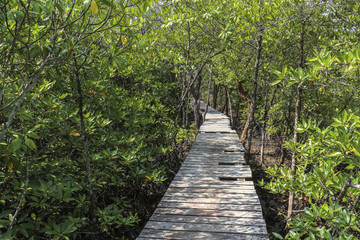 Obraz premium Path through mangrove forest on Koh Chang, Thailand