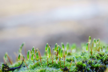 Mosses are small flowerless plants that typically grow in dense green clumps or mats, often in damp...
