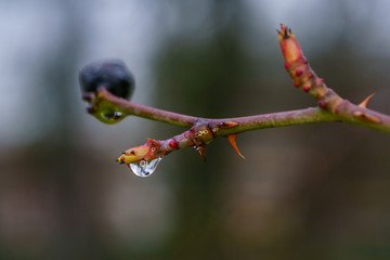Water drops in the nature in early morning phtotograph in Paris, France.