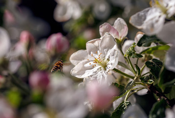 Bee flying to the White blooming flowers