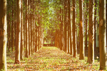 Row of high rubber trees on both left and right side with beautiful morning sunlight