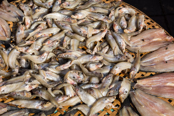 Dried Raw Salted Fish in a Tray, Row of Dried fishs Under The Sun