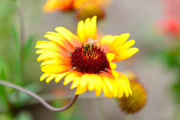 Bee on a flower