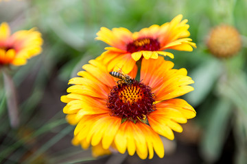Bee on a flower