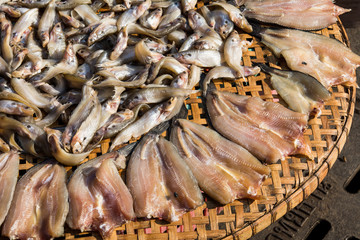 Dried Raw Salted Fish in a Tray, Row of Dried fishs Under The Sun