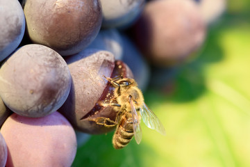 Bee on Grapes Close Up. Honey Bee Sucks Nectar From Purple Grapes Macro.