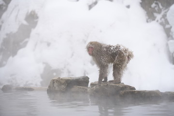 地獄谷野猿公苑のスノーモンキー