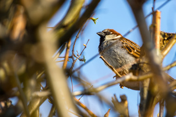 early spring at lake Greifensee / Switzerland