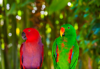 Parrots in Bali Island Indonesia