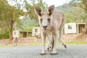 Fototapeta premium Kangaroo is looking at you - low angle closeup shot
