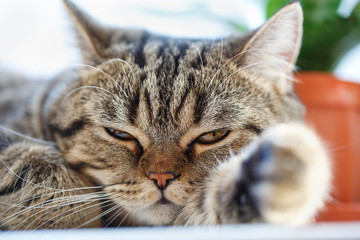 The cat resting on the window sill.