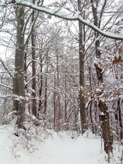 schneebedeckter Wald im Winter